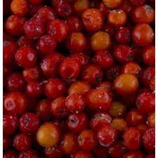 ﻿ Fructe de Scorus de Munte - Edulis, Congelate, 1Kg