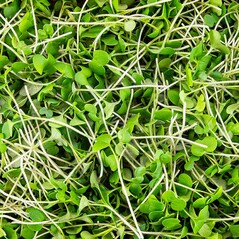 Microgreens “Mustar”, germeni proaspeti, 75g - Vollgepackt