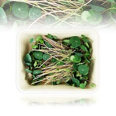 Microgreens “Conduras”, germeni proaspeti, 50g - Vollgepackt