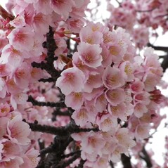Aroma Naturala de Flori de Cires Sakura, 1Kg - Japonia