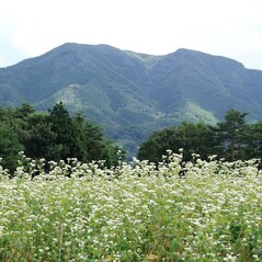 Hrisca Prajita, Sobacha, 200g - Moriyamaen, Japonia
