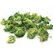 Broccoli Liofilizat, 30 g - SOSA